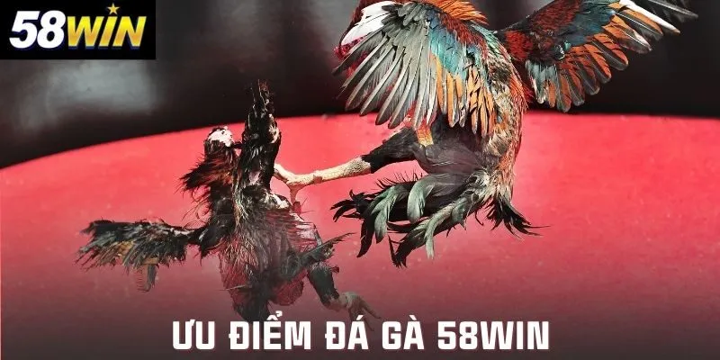 Lợi ích khi chọn trải nghiệm ở đá gà 58win