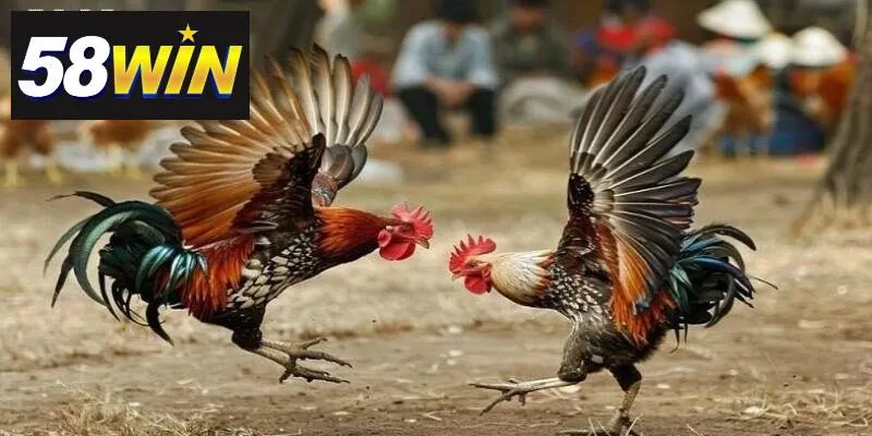 Xu hướng phát triển của SV388