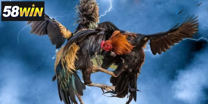 Các hình thức đặt cược nổi bật tại WS168